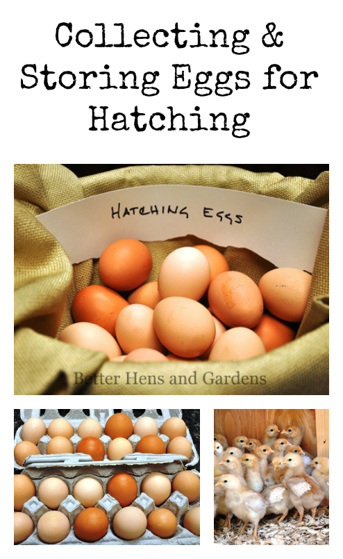 Collecting &amp; Storing Eggs for Hatching
