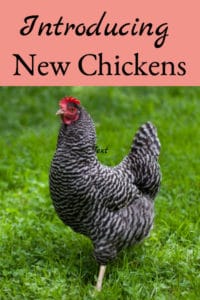 Introducing New Chickens