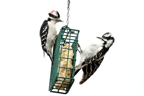Woodpeckers On Suet Feeder