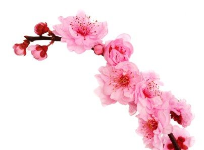 Spring cherry flowers