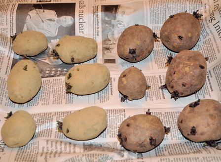 Pre-sprouted Seed Potatoes