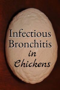 Infectious bronchitis in chickens is one reason it's important to practice biosecurity. Learn they symptoms and what you should do to avoid infectious bronchitis.