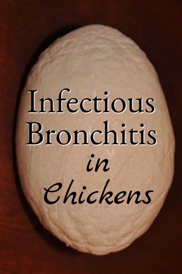 Infectious bronchitis in chickens is one reason it's important to practice biosecurity. Learn the symptoms and what you should do to avoid infectious bronchitis. 