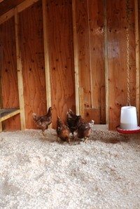 Chicks Are In The Coop