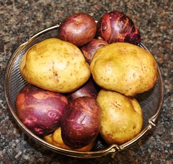 Homegrown Caribe & Yukon Gold Potatoes