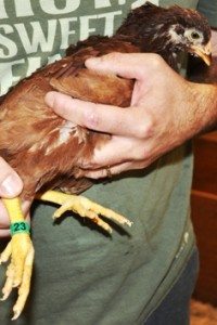 Vaccinating Chickens Against Infectious Bronchitis/Newcastle Disease