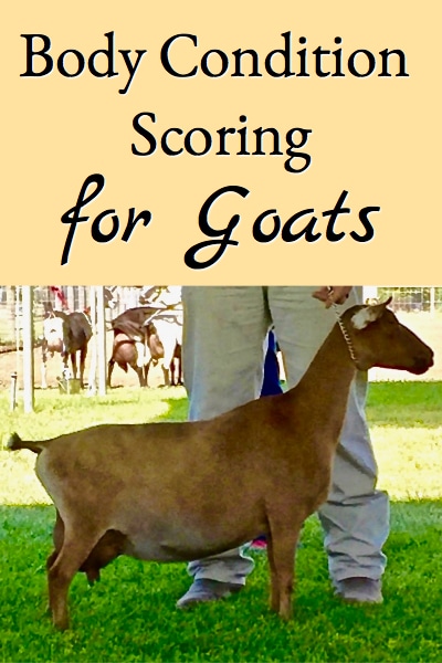 Learn what body condition scoring for goats is all about so you can tell whether your goats are too fat or thin or just right!