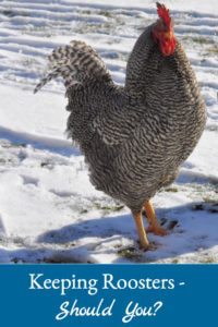keeping roosters - should you keep roosters in your flock? Read on to find out!