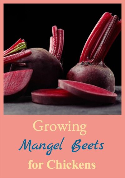 Growing Mangel Beets