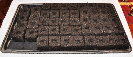 use soil blocks to grow super healthy seedlings