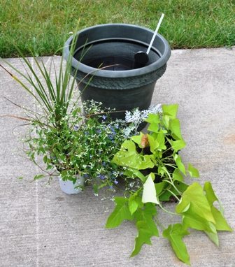 starting container planting