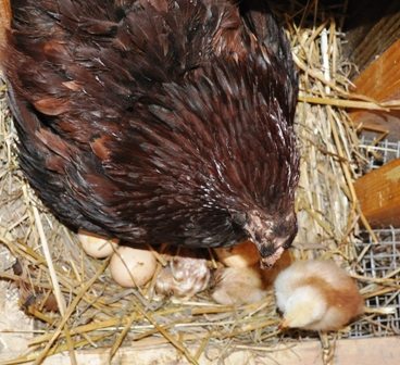 broody with 3 chicks