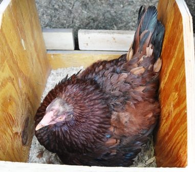 Broody Hen Won't Leave Nest Box