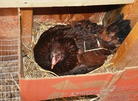 Broody Hen In Her New Nest Box