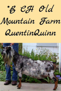*B GCH Old Mountain Farm QuentinQuinn +S