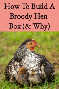 Building A Broody Hen Box