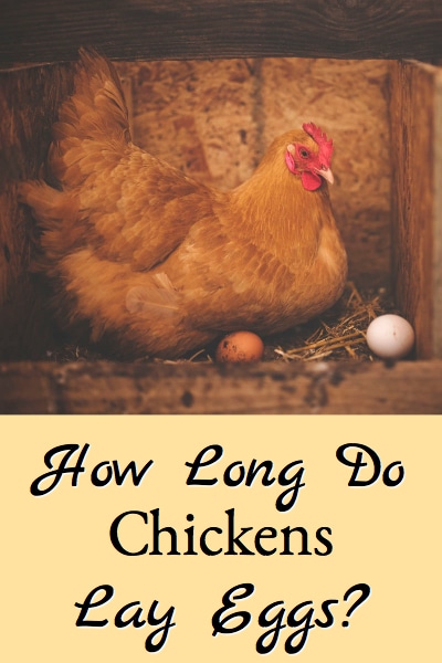 How Long Chickens Lay Eggs