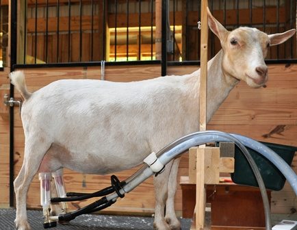 Machine Milking A Dairy Goat