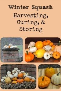 Winter Squash: Harvesting, Curing, and Storing