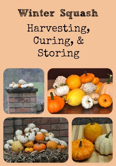Winter Squash: Harvesting, Storing, and Curing Collage