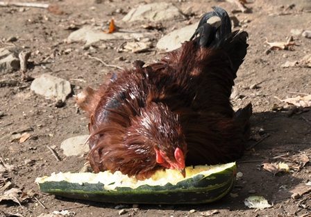 chickens love zucchini