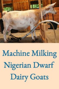 Machine Milking Nigerian Dwarf Goats