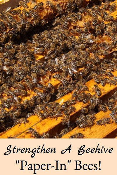 how-to "paper-in" bees to strengthen a bee hive