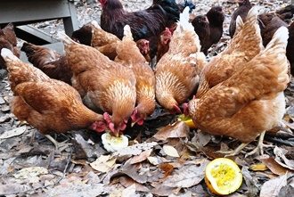 chickens eating squash