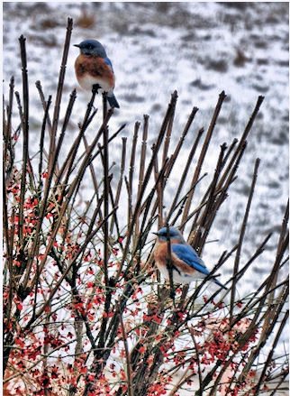 Eastern Bluebirds in Winter