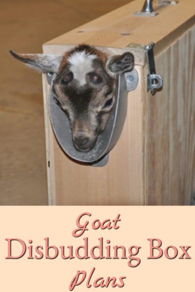 Here are plans for building your own goat disbudding box