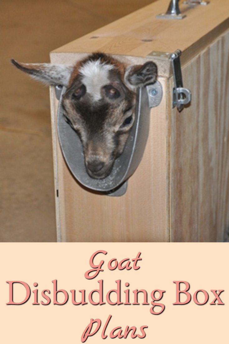 Here are plans for building your own goat disbudding box