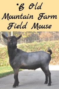 *B Old Mountain Farm Field Mouse