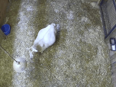 Overhead of Pregnant Goat