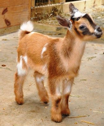 What Are Polled Goats - Toffee