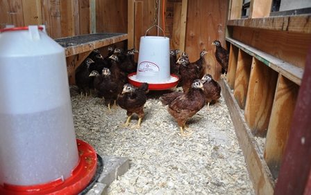 Feeding Baby Chickens