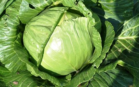 Beautiful Garden Cabbage