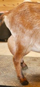 Rubys 2nd Fresh Udder Sideview Cropped