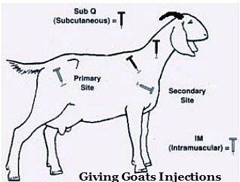 Goat Injection Sites
