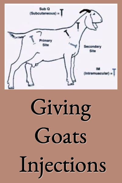 Giving Goats Injections