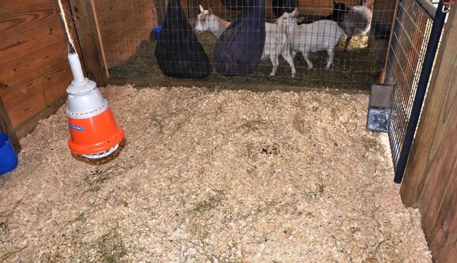 Preparing for Goat Kidding - Larger Stalls