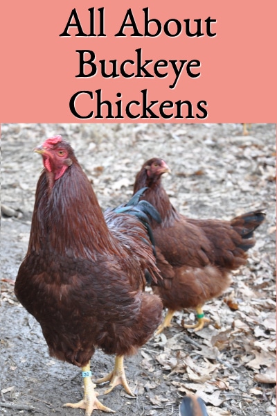 All About Buckeye Chickens