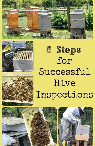 8 Steps for Successful Hive Inspections - via Better Hens and Gardens