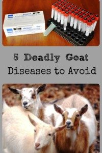 5 Fatal Goat Diseases To Avoid