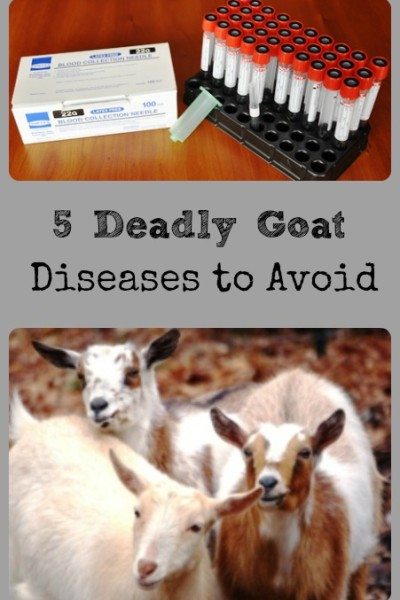 Goat Disease Collage