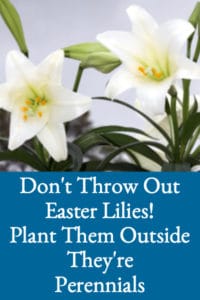 Don’t Throw Your Easter Lilies Out (How To Keep Easter Lilies After Easter)