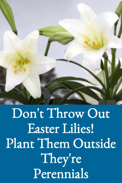 #2 top ten blog posts 2021 - Don't throw out Easter Lilies