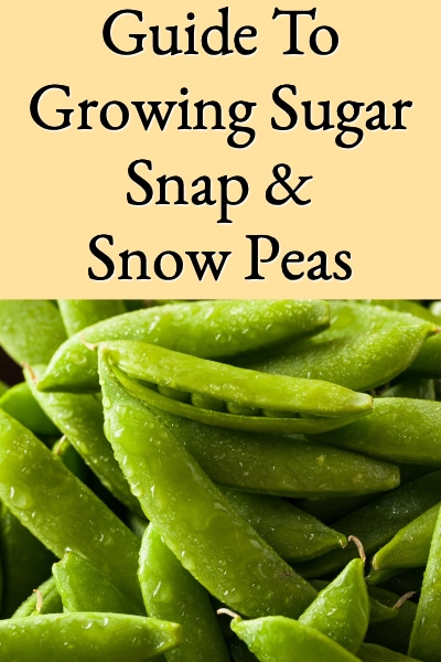 guide to growing sugar snap & snow peas