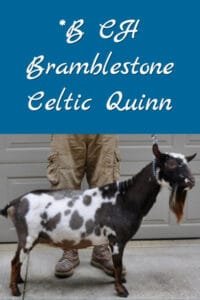 *B CH Bramblestone Celtic Quinn