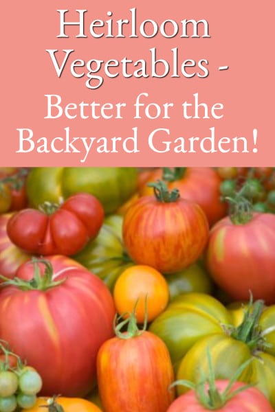 heirloom vegetables - better for the backyard garden