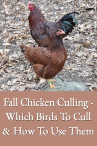 Fall Chicken Culling – Which Birds To Cull & How To Use Them